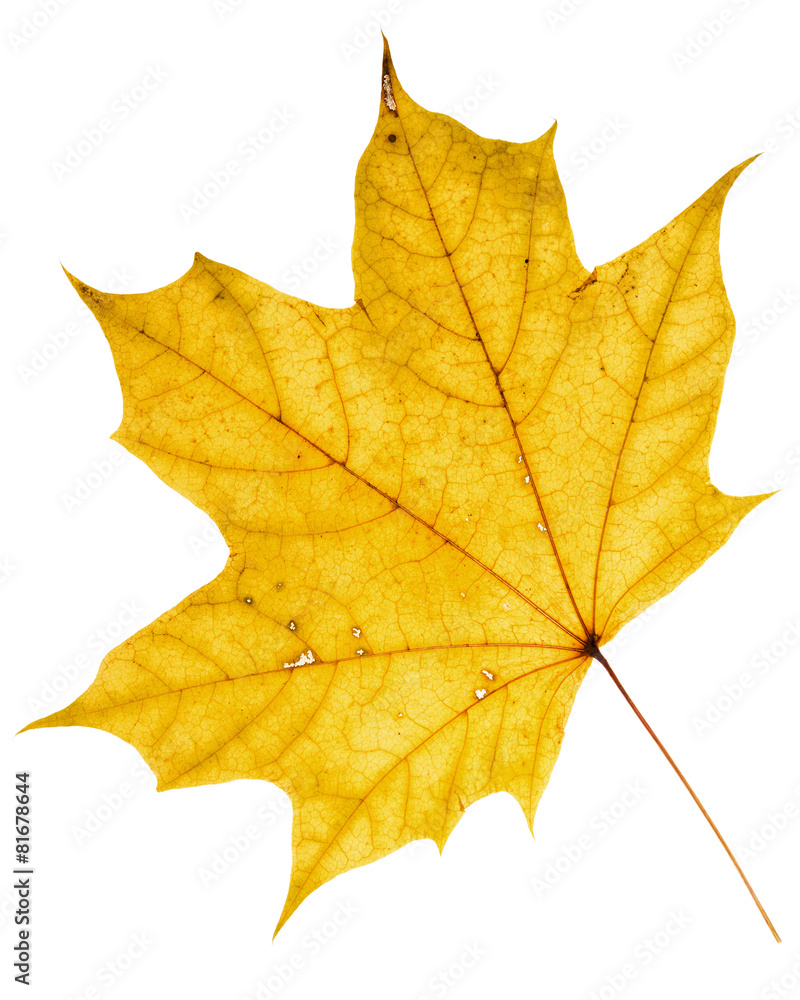 Beautiful golden maple leaf Beautiful golden maple leaf