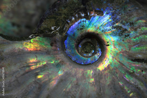 ammonites fossil background photo