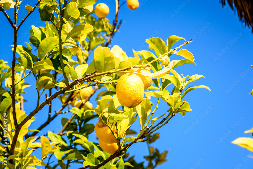 Lemon tree and blue sky