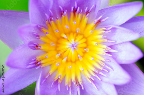 Close up of violet water lily  