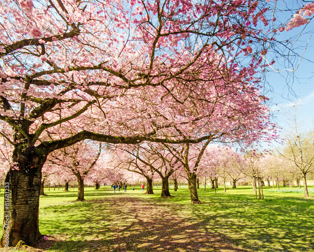 Japanischer Kirschblütentraum im Frühling :)