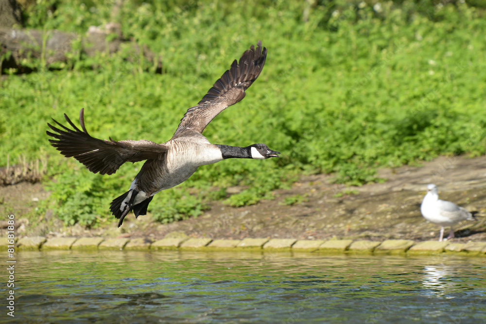 Fototapeta premium Canada Goose, Branta canadensis