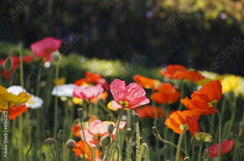 Colored poppies in the flower bed