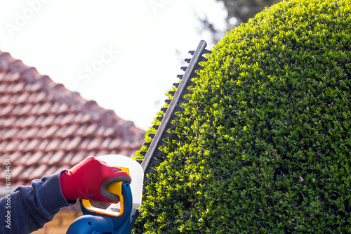 Obraz na plátne Cutting a hedge with electrical hedge trimmer. Selective focus