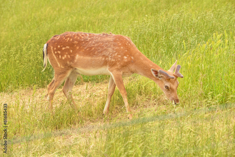 Cerbiatto Cerbiatto