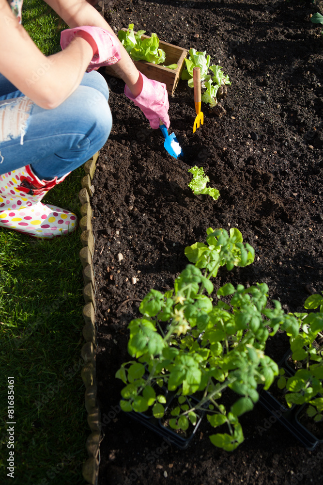 Fototapeta premium Woman planting lettuce, gardening concept