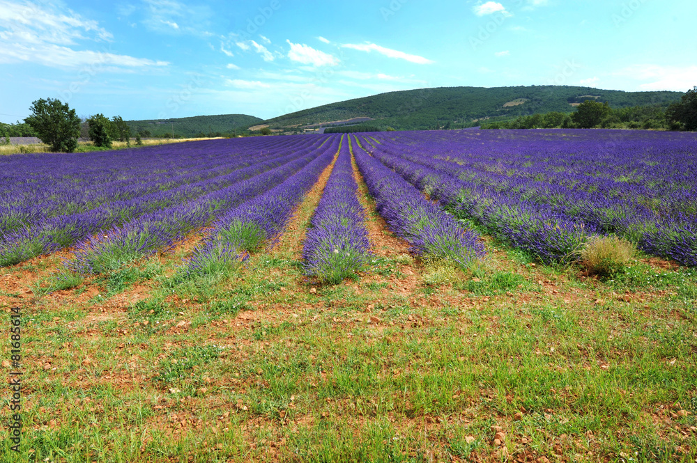 Fototapeta premium Provenza - Francia