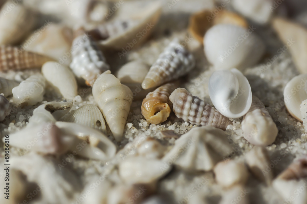 Fototapeta premium Muscheln