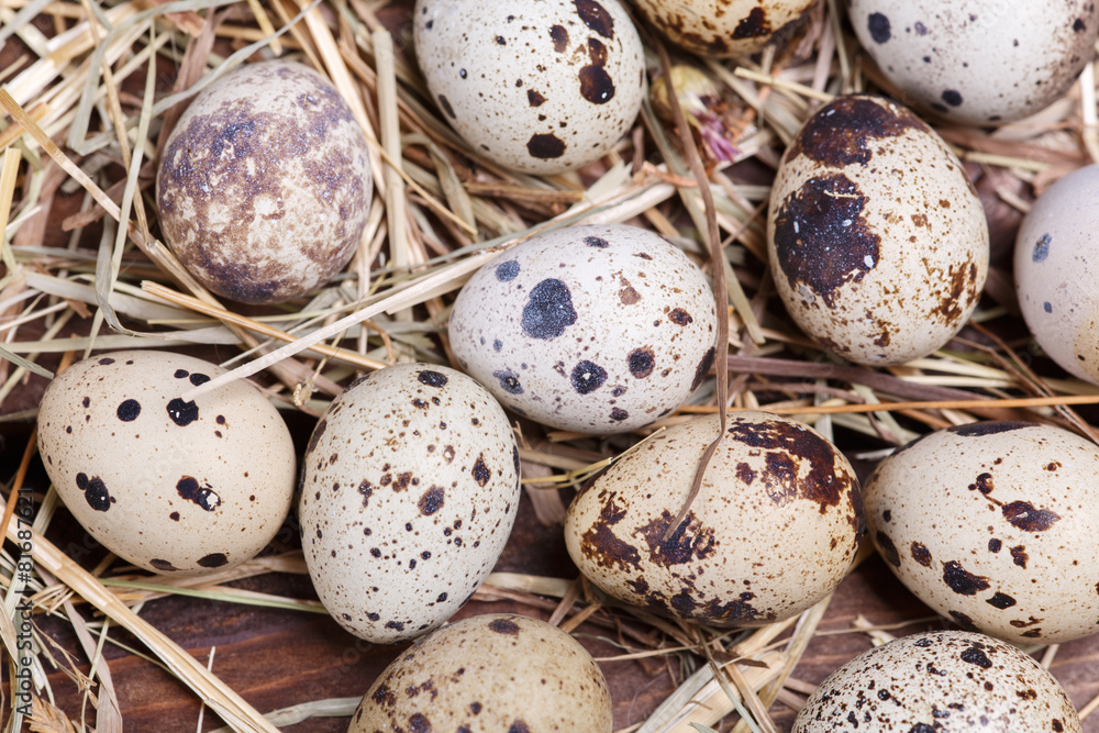 Obraz premium quail eggs