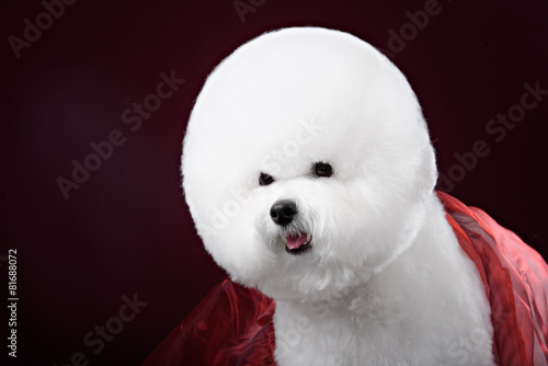 Photographie portrait of the bichon dog with white fur