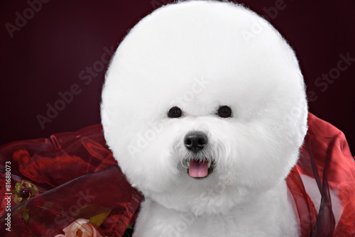 Tableau sur toile portrait of the bichon dog with white fur