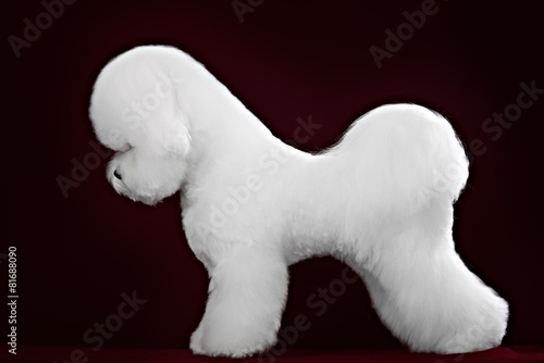 Fotografiet portrait of the bichon dog with white fur