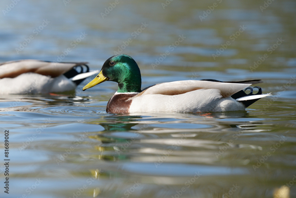 Mallard, Anas platyrhynchos