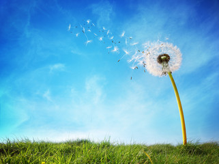 Fotobehang Paardenbloem Uiteenvallende paardenbloem in wind  © Brian Jackson