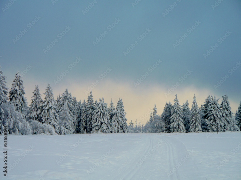Wintertannen hinter Schneefeld