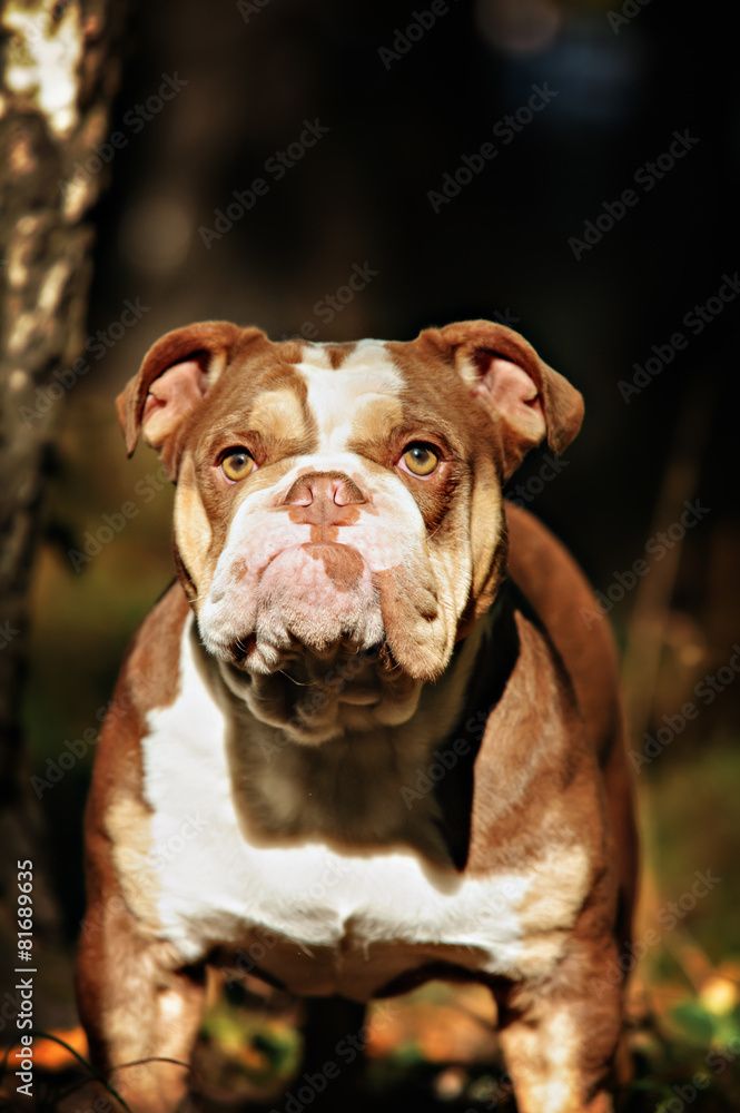 A lilac color English Bulldog sits on a bed of autumn leaves.