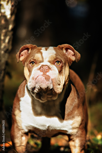 A lilac color English Bulldog sits on a bed of autumn leaves.