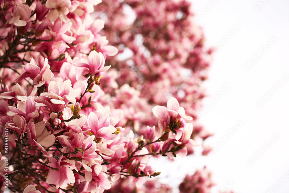 Fototapeta premium magnolia blossom branch