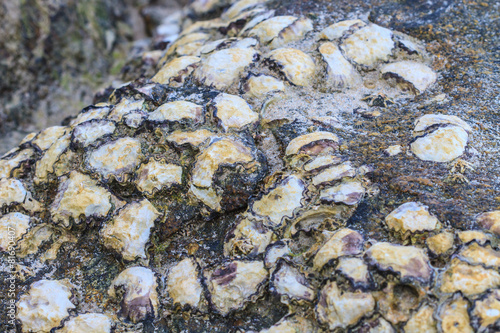 Oyster shells on stone