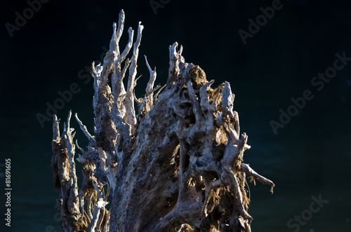 Nature Abstract  Driftwood Roots in the Morning Light