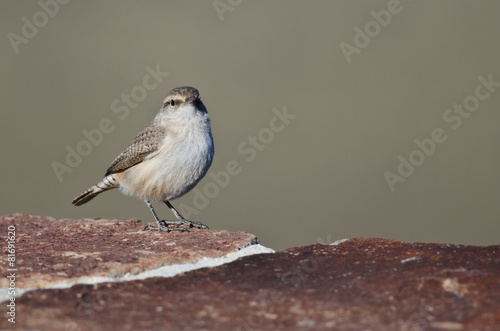 Rock Wren Making Eye Contact While Resting on Brick Wall