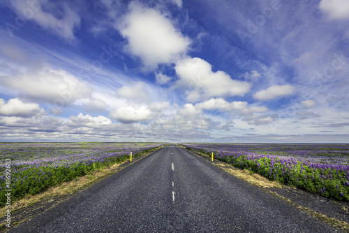 Lavenda flowers by emopty asphalt road in South Iceland