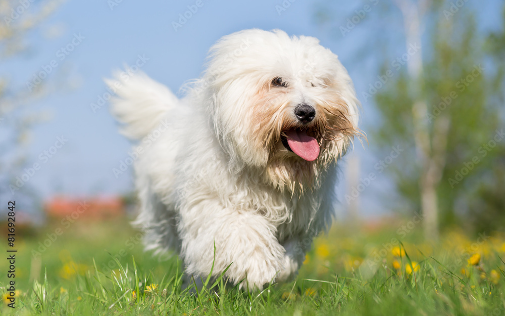 Coton de tulear dog run in spring meadow Coton de tulear dog run in spring meadow
