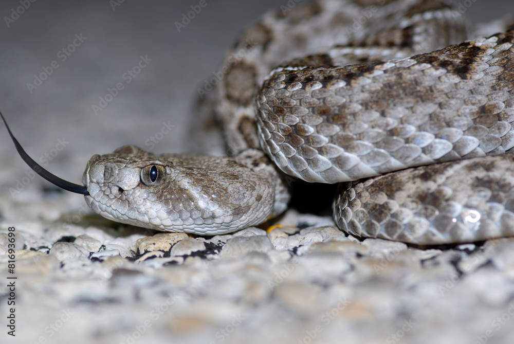 Obraz premium Western Diamondback Rattlesnake