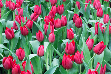 Wandcirkels Tulp Hollands tulpenveld in bloei  © panuruangjan
