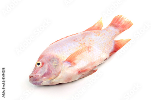 Red tilapia isolated on white background