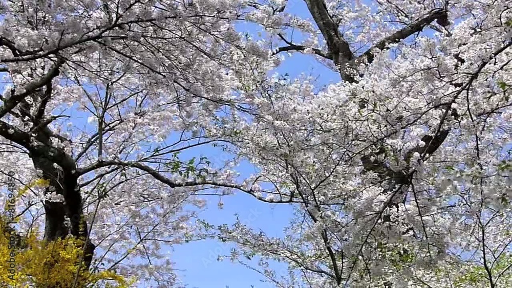 舞い散る桜 舞い散る桜