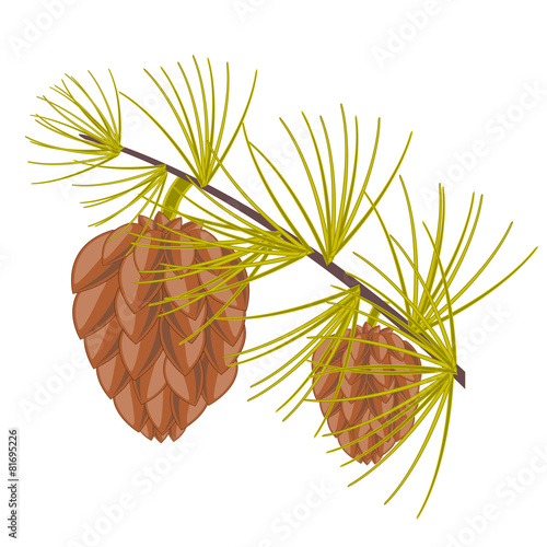 Branch of the conifer