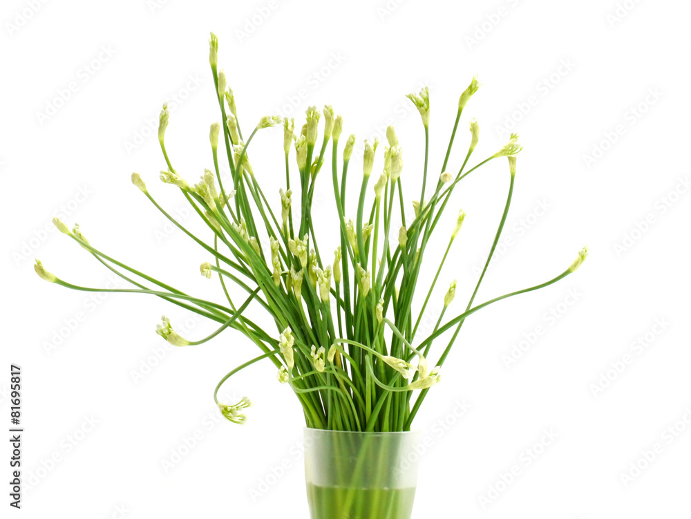Fototapeta premium Garlic chives flower in the white background..