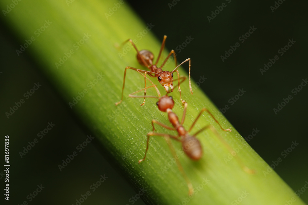 Ants walk on twigs in the garden of Thailand. Ants walk on twigs in the garden of Thailand.