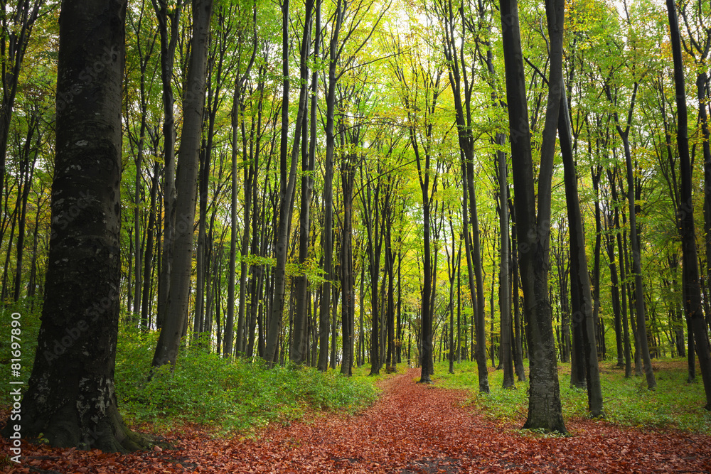Beautiful trail in autumn forest Beautiful trail in autumn forest