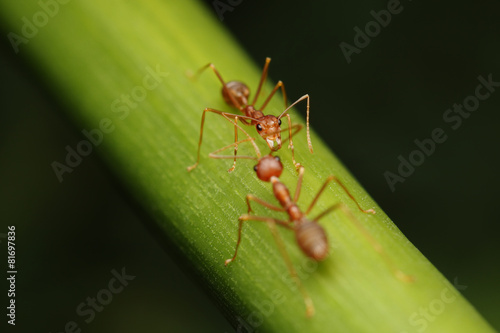 Ants walk on twigs in the garden of Thailand. © chenhawnan