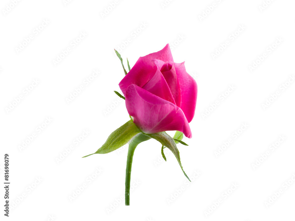 Obraz premium bright beautiful pink rose