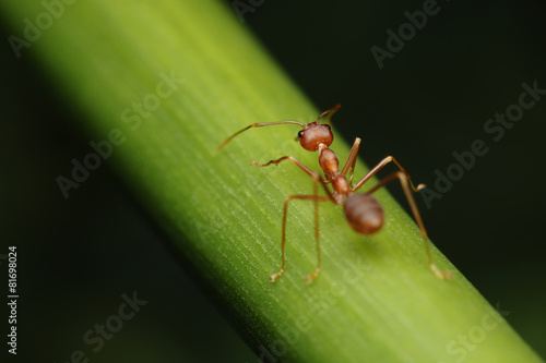 Ant walk on twigs in the garden of Thailand. © chenhawnan