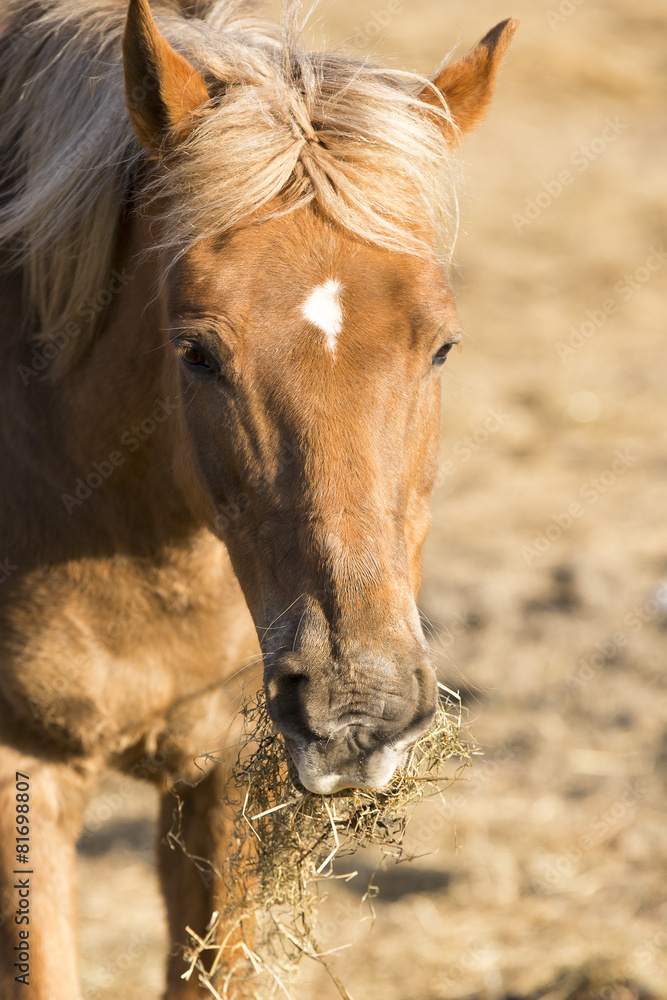 Fototapeta premium Futter