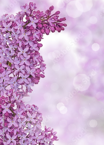 lilac flowers on blured light background