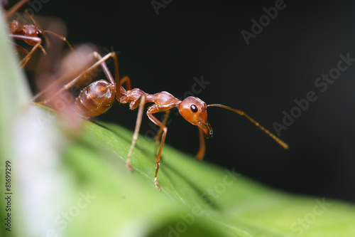 Ants walk on leaf in the garden of Thailand.