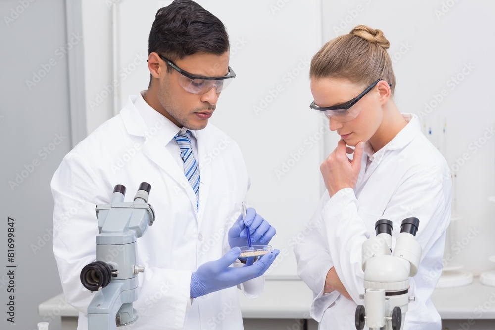 Scientists examining petri dish Scientists examining petri dish