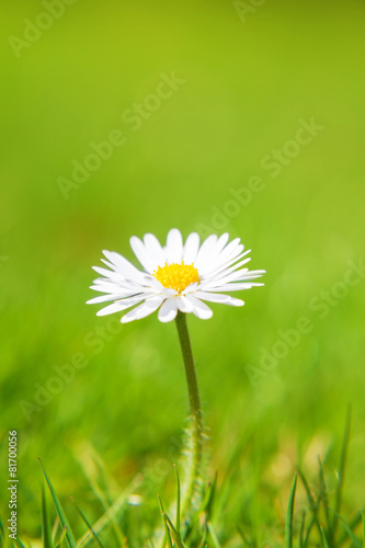 Fototapeta Naklejka Na Ścianę i Meble -  Fine grown daisy flower on green meadow