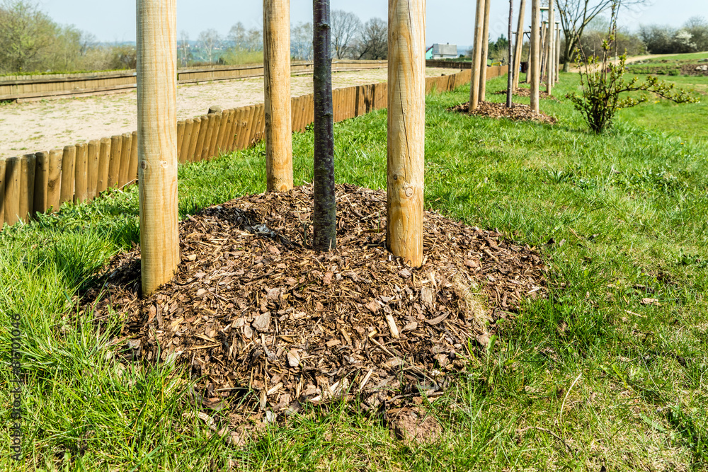 Baum mit Rindenmulch 01 StockFoto Adobe Stock
