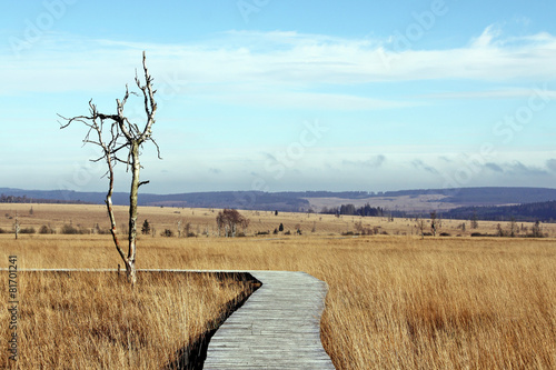 totholz im hochmoor photo