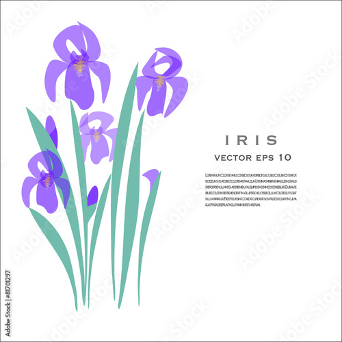 Iris Spring Flower Vector