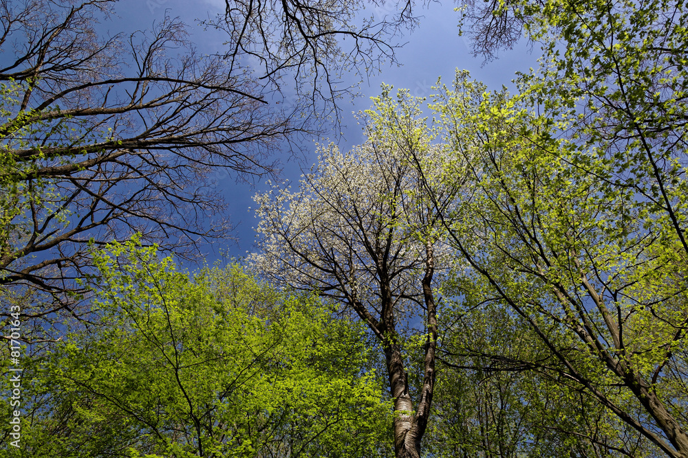 Tops of trees against the blue sky as a background. Tops of trees against the blue sky as a background.
