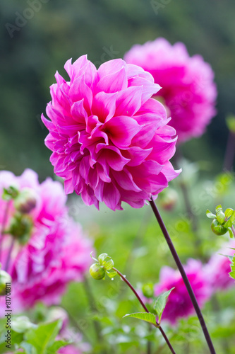 Pink Dahlia flowers growing in the garden