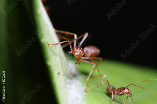 Red ants on the Leaf © chenhawnan