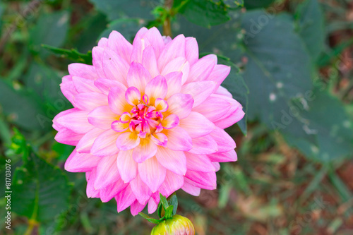 Dahlia flowers